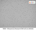 Mitoxantrone-Resistant SF295 Cell Line (MX250) | Applied Biological Materials (abm)