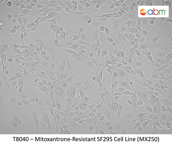 Mitoxantrone-Resistant SF295 Cell Line (MX250) | Applied Biological Materials (abm)