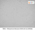 Mitoxantrone-Resistant SF295 Cell Line (MX500) | Applied Biological Materials (abm)