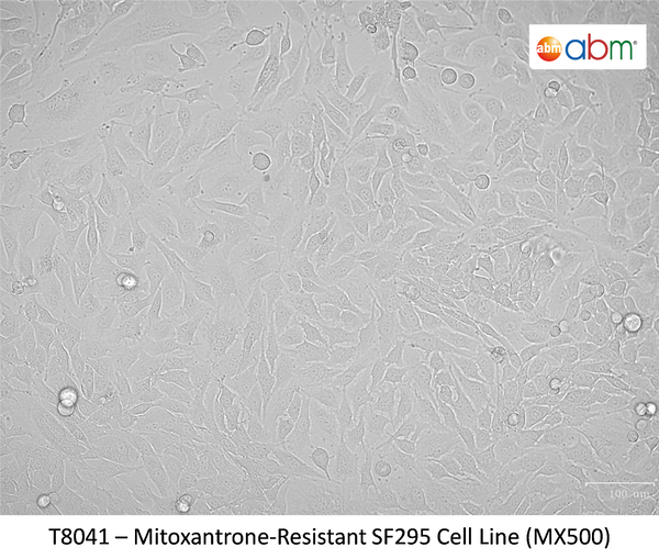 Mitoxantrone-Resistant SF295 Cell Line (MX500) | Applied Biological Materials (abm)