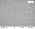 Mitoxantrone-Resistant SF295 Cell Line (MX1000) | Applied Biological Materials (abm)