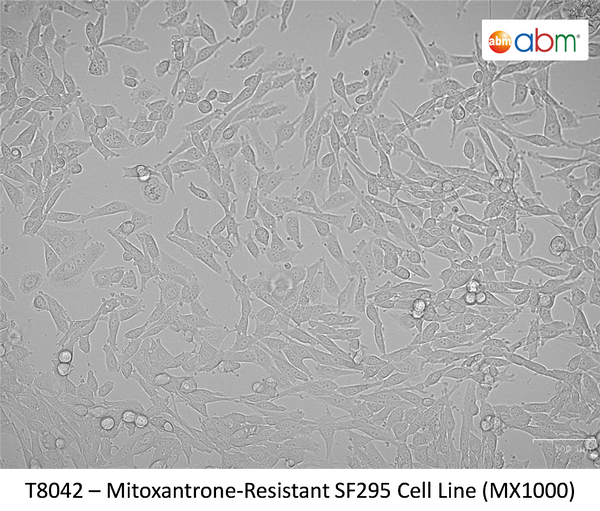 Mitoxantrone-Resistant SF295 Cell Line (MX1000) | Applied Biological Materials (abm)