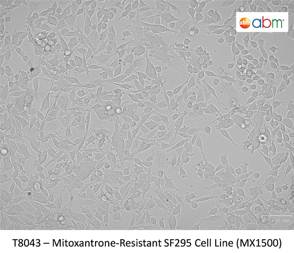 Mitoxantrone-Resistant SF295 Cell Line (MX1500) | Applied Biological Materials (abm)