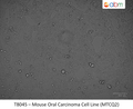 Mouse Oral Carcinoma Cell Line (MTCQ2) | Applied Biological Materials (abm)