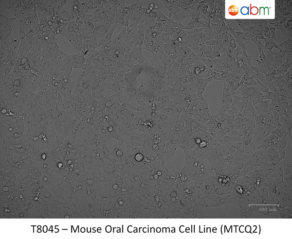Mouse Oral Carcinoma Cell Line (MTCQ2) | Applied Biological Materials (abm)