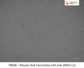 Mouse Oral Carcinoma Cell Line (MOC-L1) | Applied Biological Materials (abm)