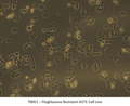 Pioglitazone Resistant A375 Cell Line | Applied Biological Materials (abm)