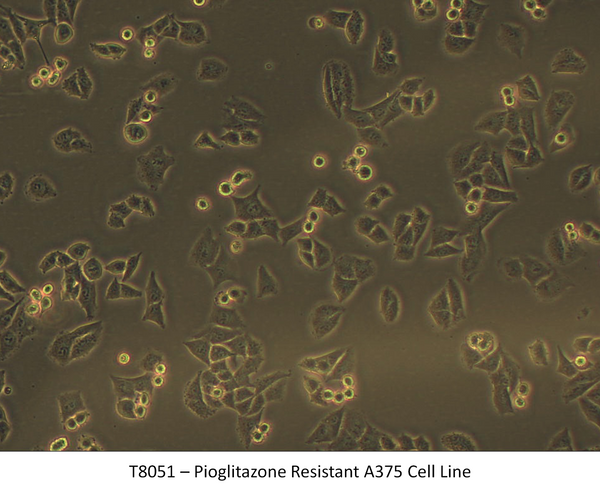 Pioglitazone Resistant A375 Cell Line | Applied Biological Materials (abm)