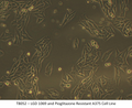 LGD 1069 and Pioglitazone Resistant A375 Cell Line | Applied Biological Materials (abm)