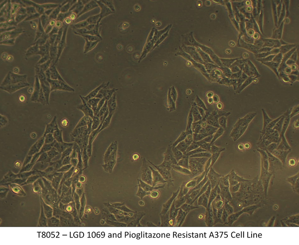 LGD 1069 and Pioglitazone Resistant A375 Cell Line | Applied Biological Materials (abm)