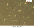 BCJ-24T Cell Line | Applied Biological Materials (abm)