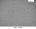 HN086 Cell Line | Applied Biological Materials (abm)