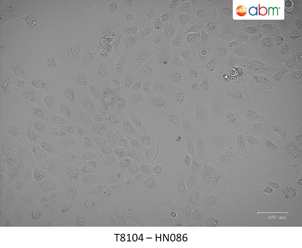 HN086 Cell Line | Applied Biological Materials (abm)