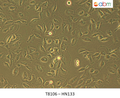 HN133 Cell Line | Applied Biological Materials (abm)