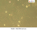 HN179M Cell Line | Applied Biological Materials (abm)