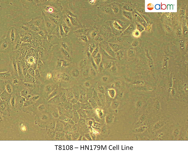 HN179M Cell Line | Applied Biological Materials (abm)