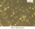 HN191 Cell Line | Applied Biological Materials (abm)