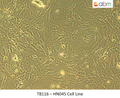 HN045 Cell Line | Applied Biological Materials (abm)