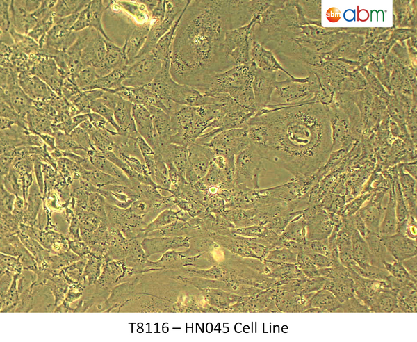 HN045 Cell Line | Applied Biological Materials (abm)