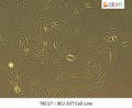 BCJ-33T Cell Line | Applied Biological Materials (abm)