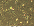 C116 Cell Line | Applied Biological Materials (abm)