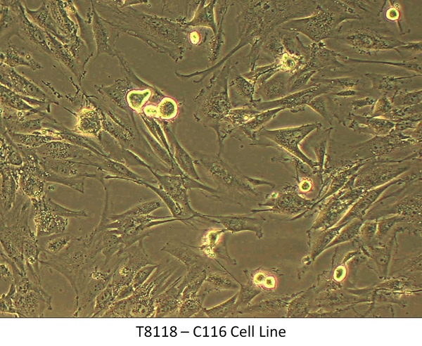 C116 Cell Line | Applied Biological Materials (abm)