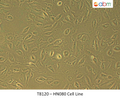 HN080 Cell Line | Applied Biological Materials (abm)