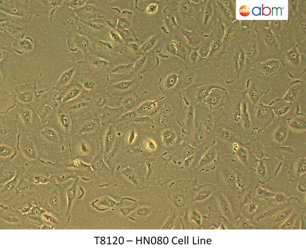 HN080 Cell Line | Applied Biological Materials (abm)
