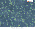 Scid.adh Cells | Applied Biological Materials (abm)