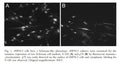 sNF94.3 Cells | Applied Biological Materials (abm)