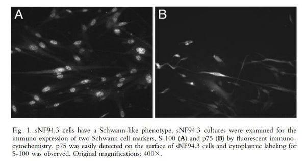 sNF94.3 Cells | Applied Biological Materials (abm)