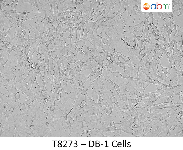 DB-1 Cells | Applied Biological Materials (abm)