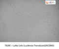 LuMa Cells (Luciferase Transduced) | Applied Biological Materials (abm)