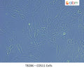CDS11 Cells | Applied Biological Materials (abm)