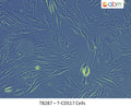 T-CDS17 Cells | Applied Biological Materials (abm)