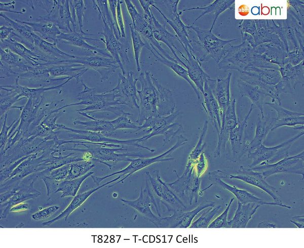 T-CDS17 Cells | Applied Biological Materials (abm)