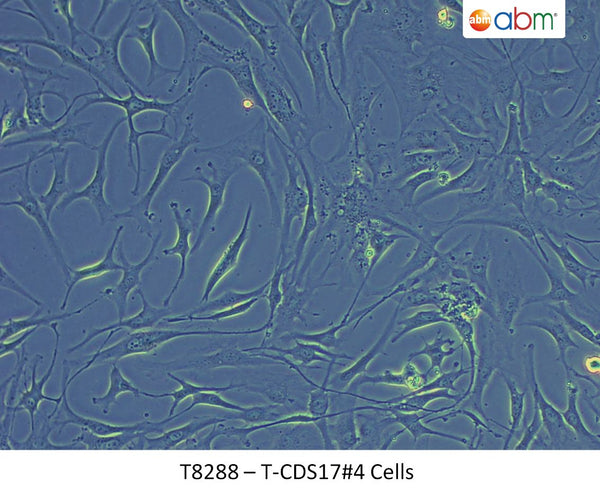 T-CDS17-4 Cells | Applied Biological Materials (abm)