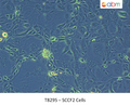 SCCF2 Cells | Applied Biological Materials (abm)