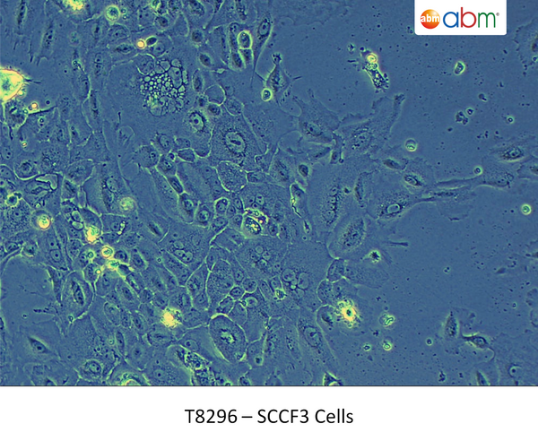 SCCF3 Cells | Applied Biological Materials (abm)