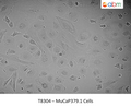 MuCaP379.1 Cells | Applied Biological Materials (abm)