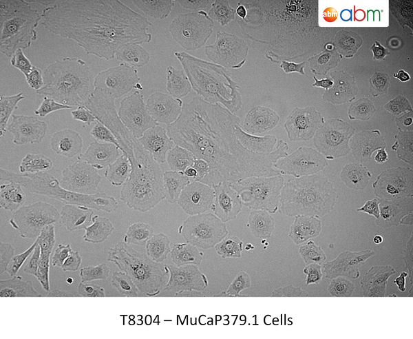 MuCaP379.1 Cells | Applied Biological Materials (abm)