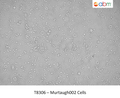 Murtaugh002 Cells | Applied Biological Materials (abm)