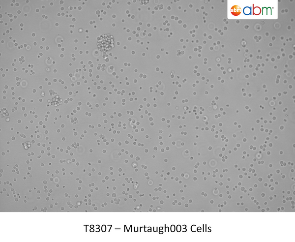 Murtaugh003 Cells | Applied Biological Materials (abm)