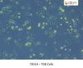 TOB Cells | Applied Biological Materials (abm)