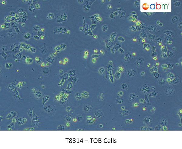 TOB Cells | Applied Biological Materials (abm)