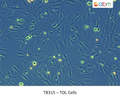 TOL Cells | Applied Biological Materials (abm)