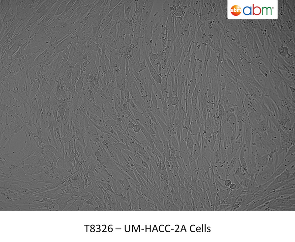 UM-HACC-2A Cells | Applied Biological Materials (abm)