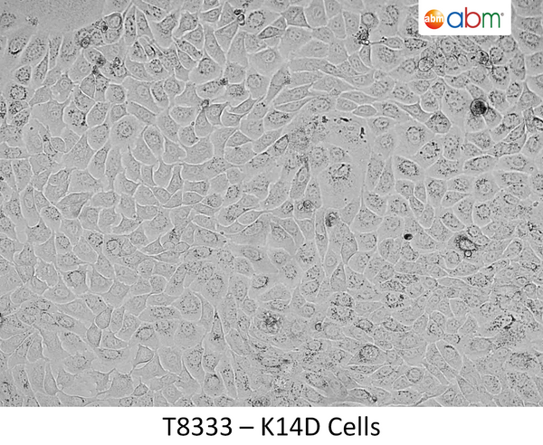 K14D Cells | Applied Biological Materials (abm)