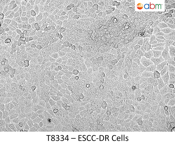 ESCC-DR Cells | Applied Biological Materials (abm)