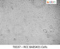 RCC BA85#21 Cells | Applied Biological Materials (abm)